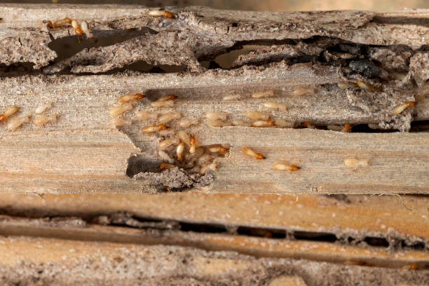 Best Pest Inspection Near Me  in Huntington Station, NY