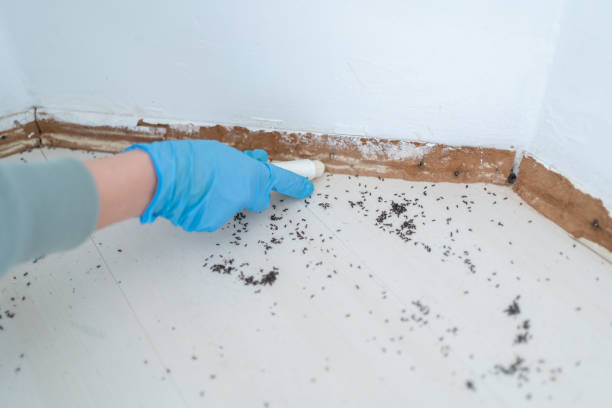 Best Wasp Removal Services  in Huntington Station, NY